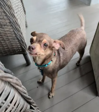 Otis