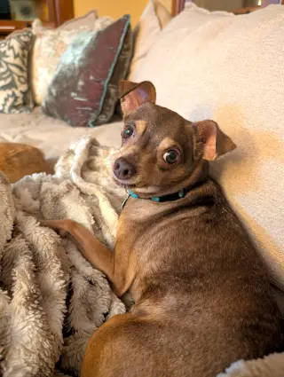 Otis