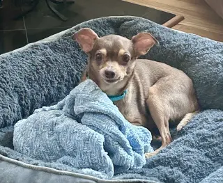 Otis