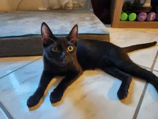 Zoomy