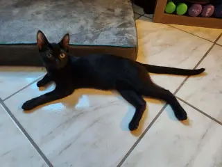 Zoomy