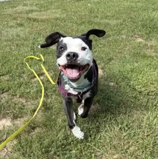 Domino