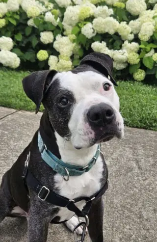 Domino