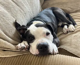 Domino