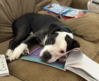 Domino