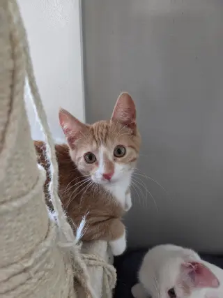 Peanut =^.^=