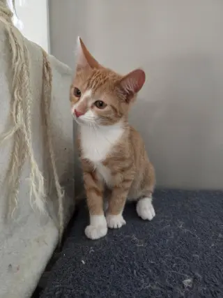 Peanut =^.^=