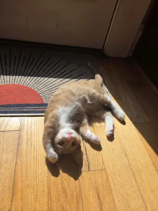 Peanut =^.^=