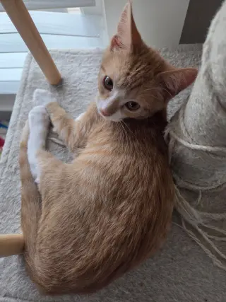 Peanut =^.^=