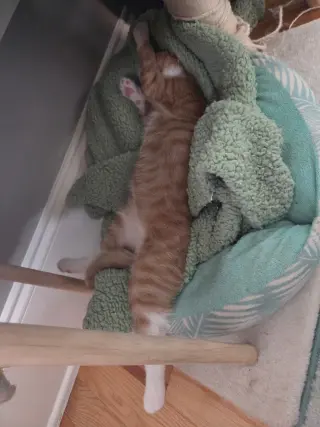 Peanut =^.^=