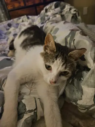 Pixie aka Squeakers