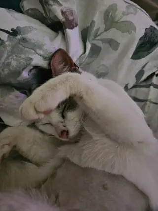 Pixie aka Squeakers