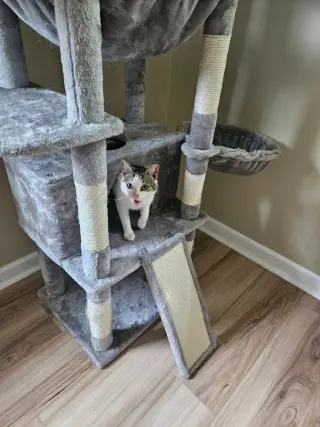 Pixie aka Squeakers