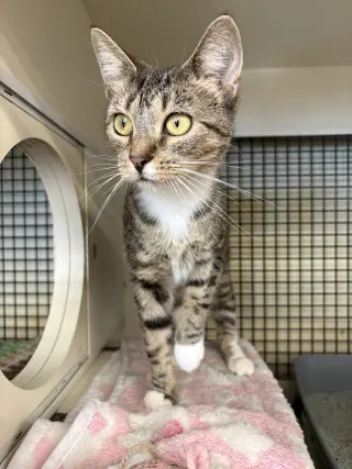 Miss Kitty
