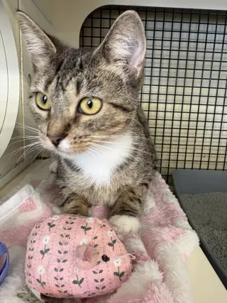 Miss Kitty