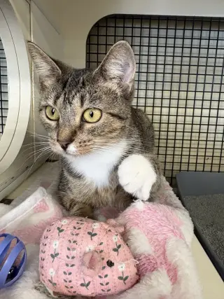 Miss Kitty