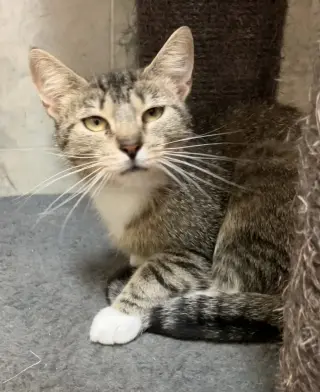 Miss Kitty