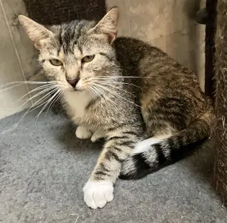 Miss Kitty