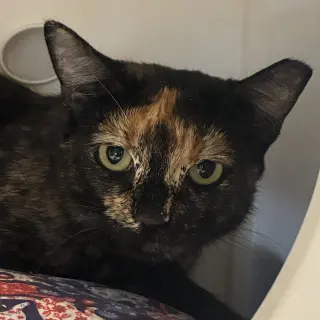 Fifi