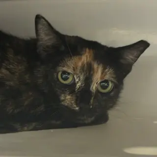 Fifi
