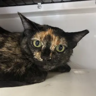 Fifi