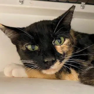 Mimi