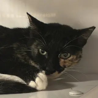 Mimi