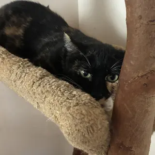 Mimi