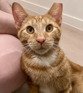 Churo =^.^=