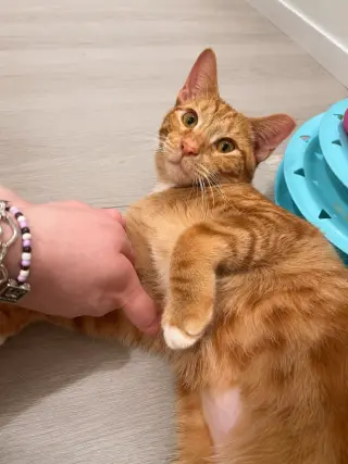 Churo =^.^=