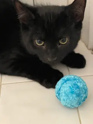 Atlas