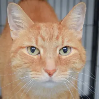Cooper