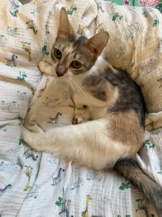 Jessie