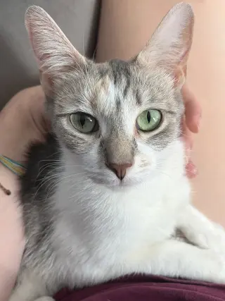 Jessie