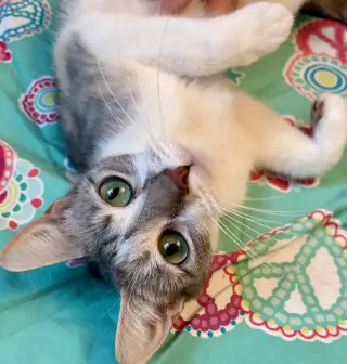 Jessie