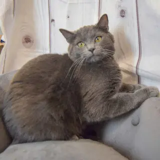 Nicodemus