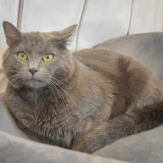 Nicodemus