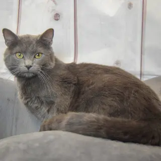 Nicodemus