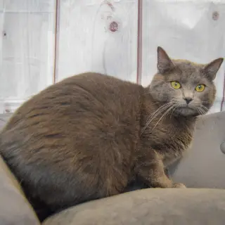 Nicodemus