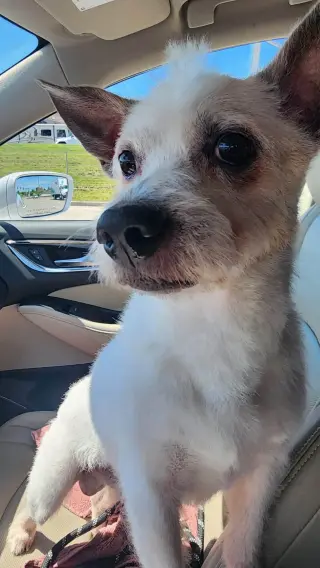 Mowgli