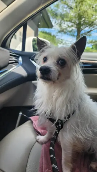 Mowgli