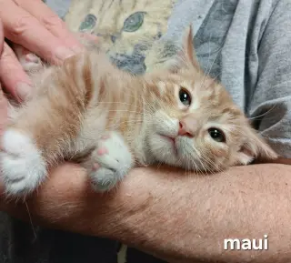 Maui
