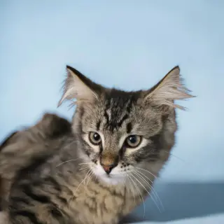 Goose
