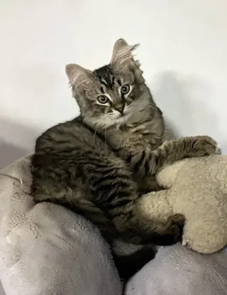 Goose