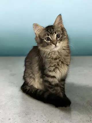 Gus