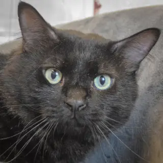 Malachi