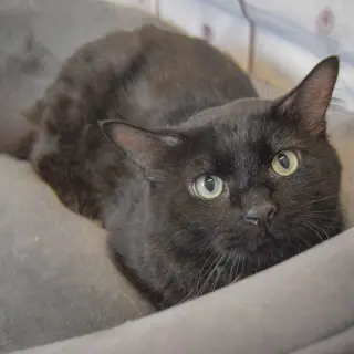 Malachi