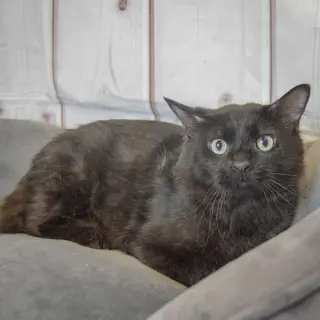 Malachi