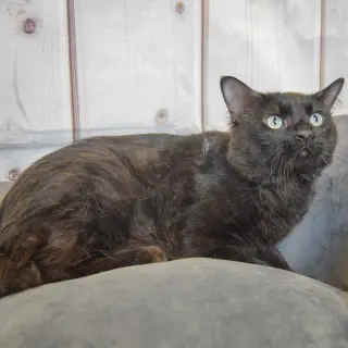 Malachi