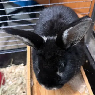 Humphrey